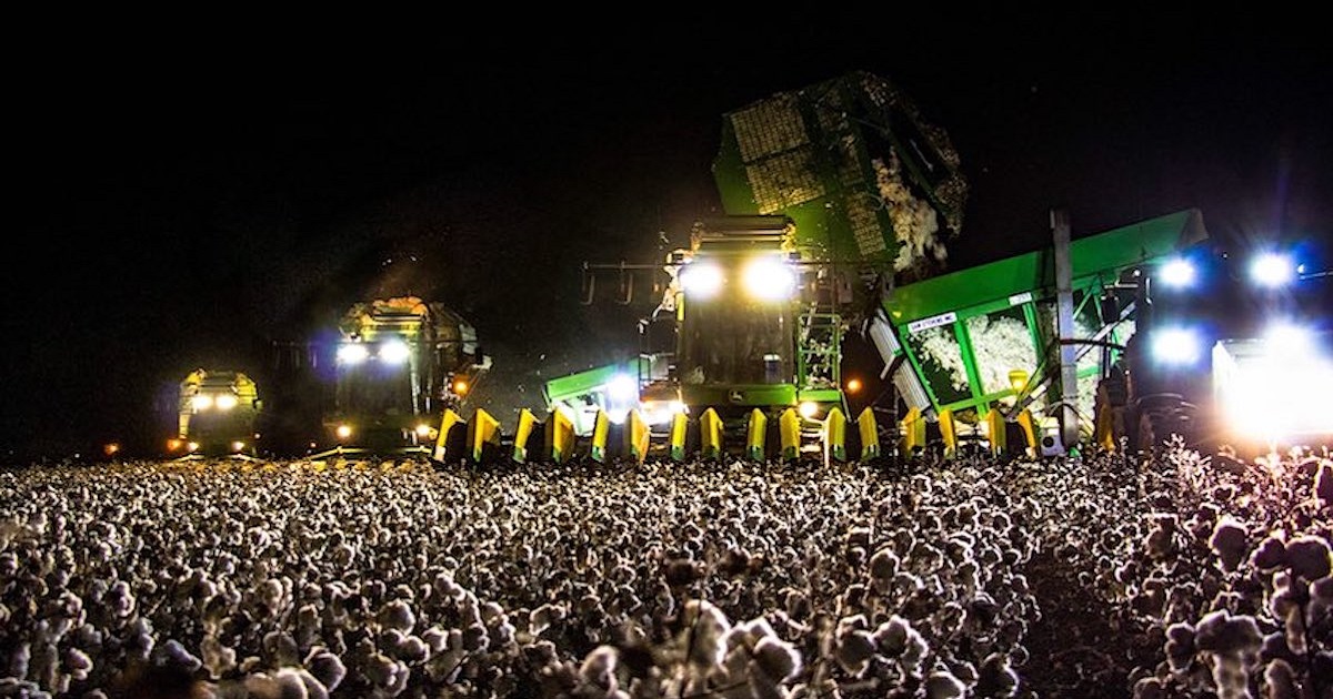 Nobody Can Believe That This Photo Of A ‘Concert’ Is Actually Just A Picture Of A Cotton Field