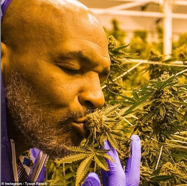 mike tyson cannabis vacation ranch