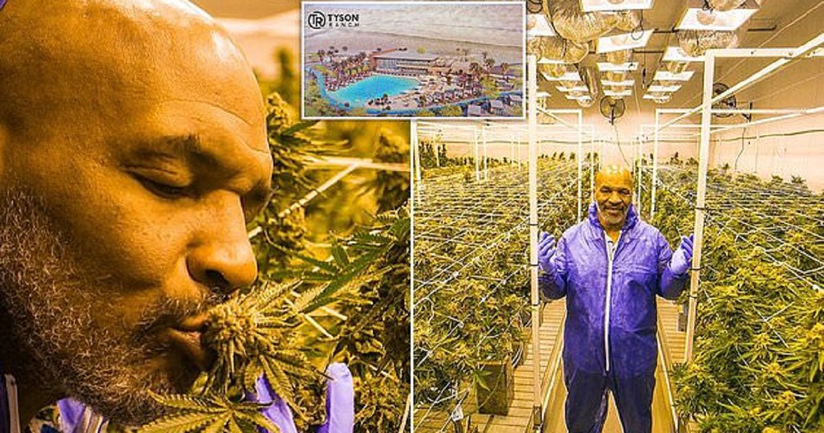 Mike Tyson Shows Off His Cannabis Vacation Ranch In California