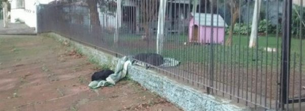 puppy shares blanket with homeless dog