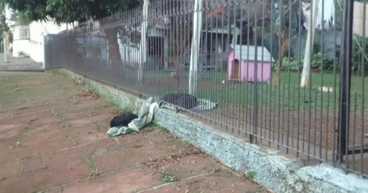 Puppy Drags Blanket Outside To Share With A Homeless Dog